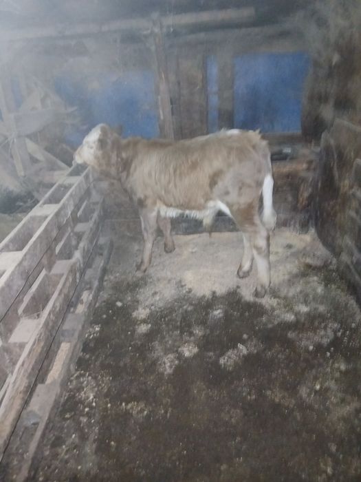 Tauras înțărcat de vânzare