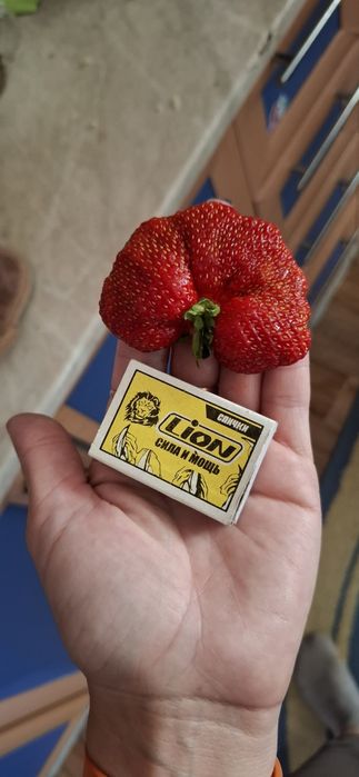 Рассада клубники