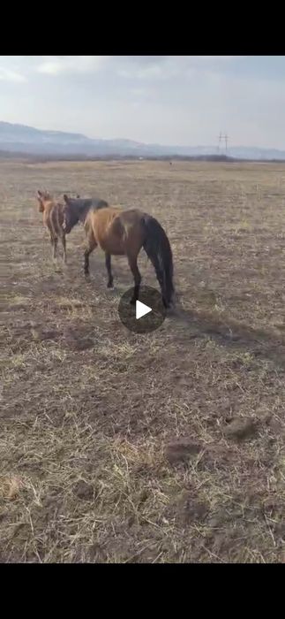 Жылкы жогалды  суйншиси бар