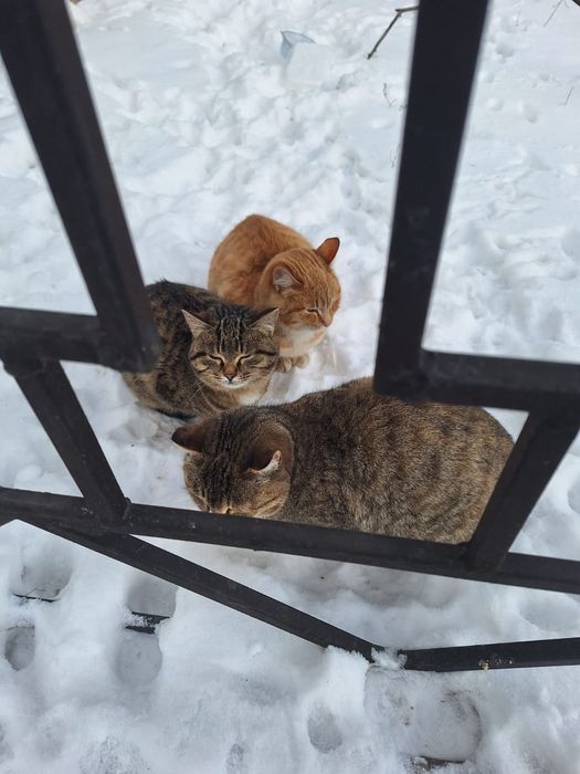 Молодые кошечки заберите.