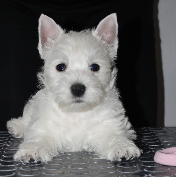 Вест Хайленд Вайт терьер