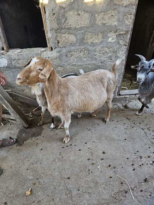 Capre si iezi de vânzare