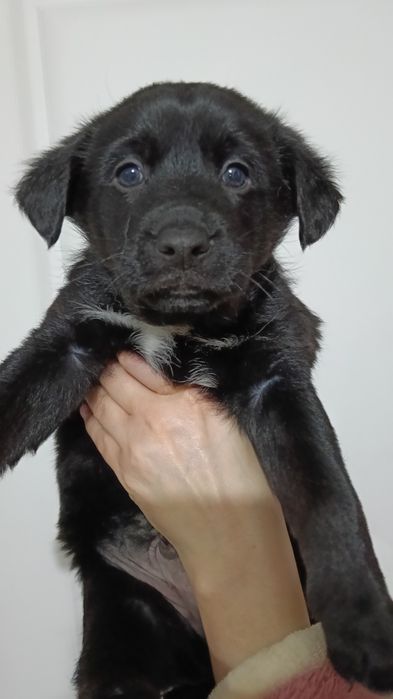 Отдам щенят в любящие и добрые руки