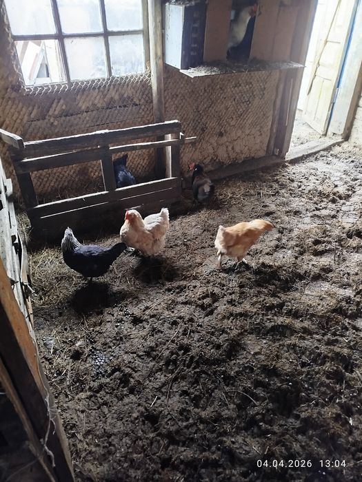 Продам кур домашние продам кур