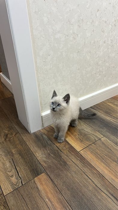Котёнок Британка голубоглазая