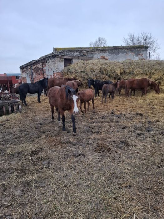 14 бас жылқы сатылады