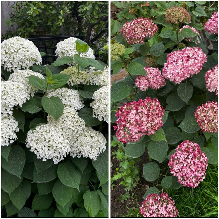 Садовые цветы в продаже