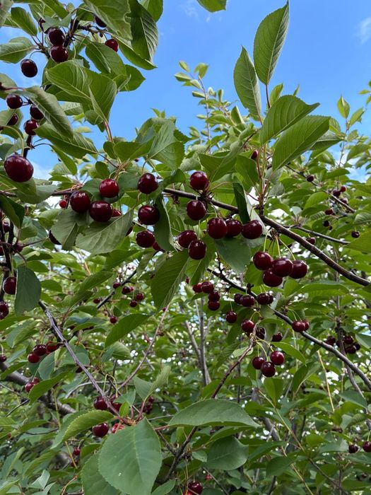 Vand visine bio 8 lei/kg