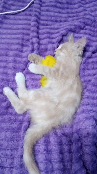 Отдам котика в добрые руки