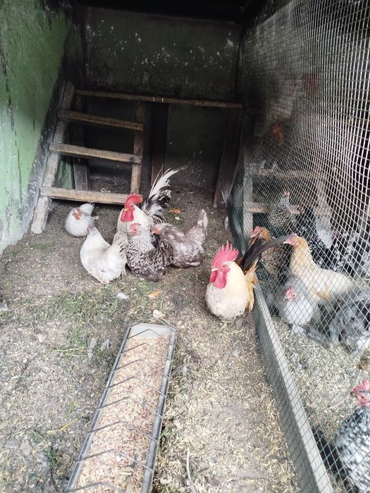 familie chabo sebright