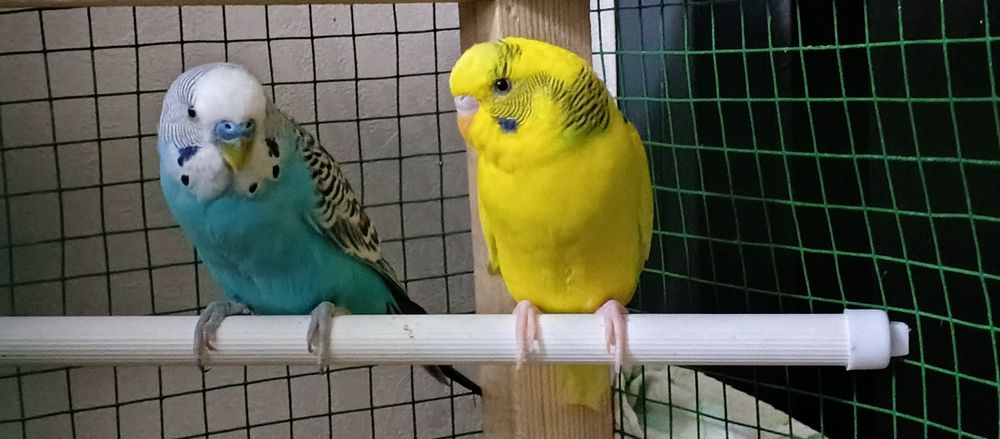 Volnistiy papugaylar