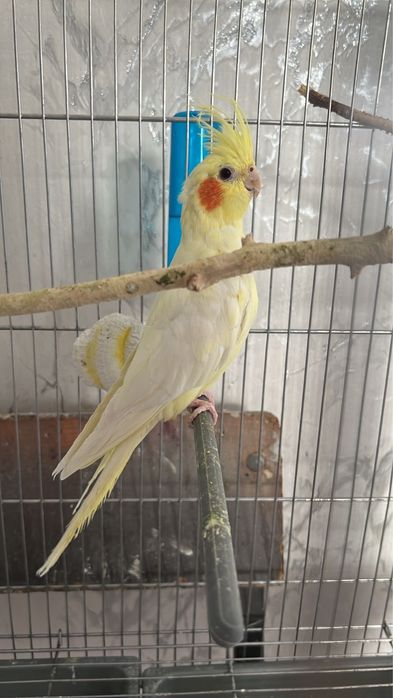 Продаю 4 попугаев 2 пары