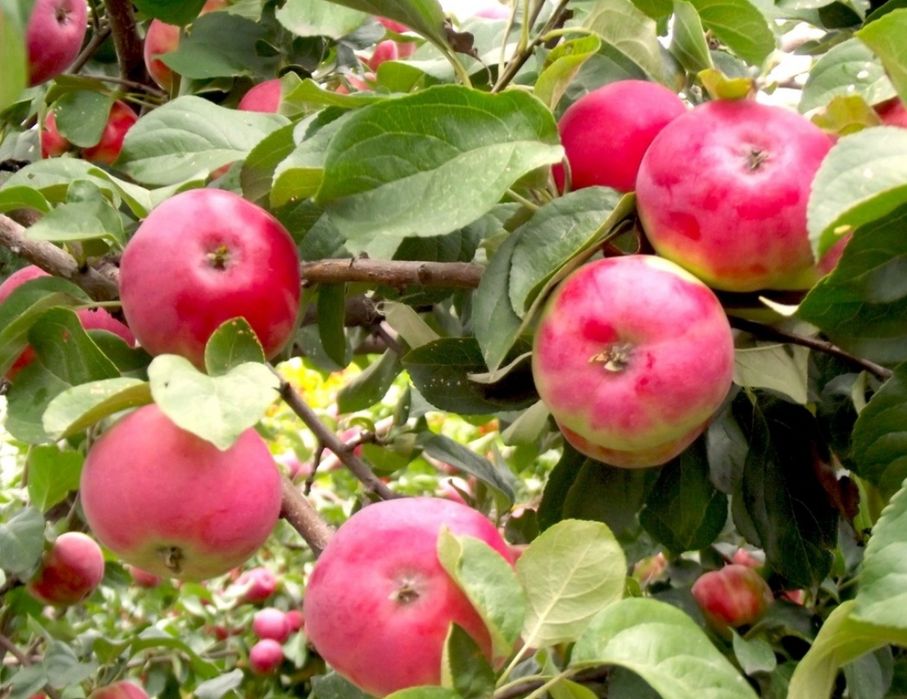 Продам яблони саженцы