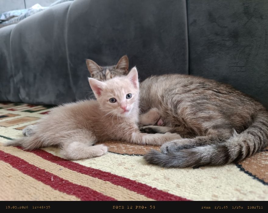 Отдам котёнка в хорошие руки