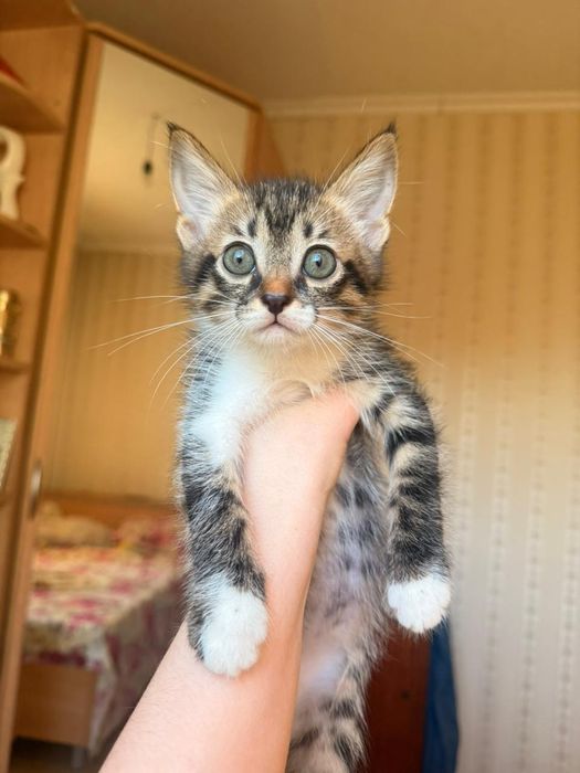 Отдам котенка девочка