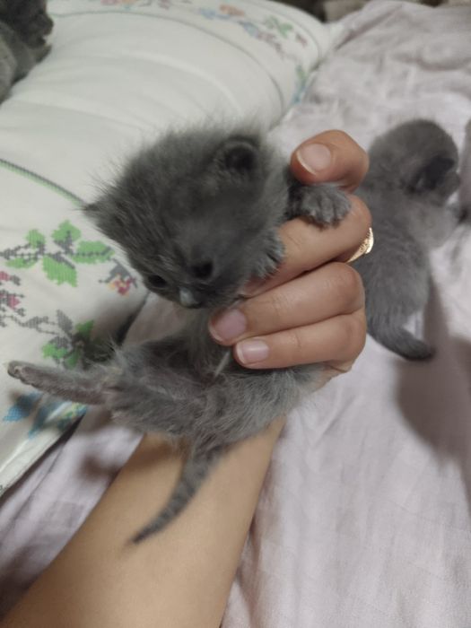Scottish fold 6 ta bolalari qiz oʻgʻil aralash , 10 mayda tugʻilgan