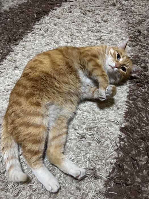 Найден кот в Орбита 1