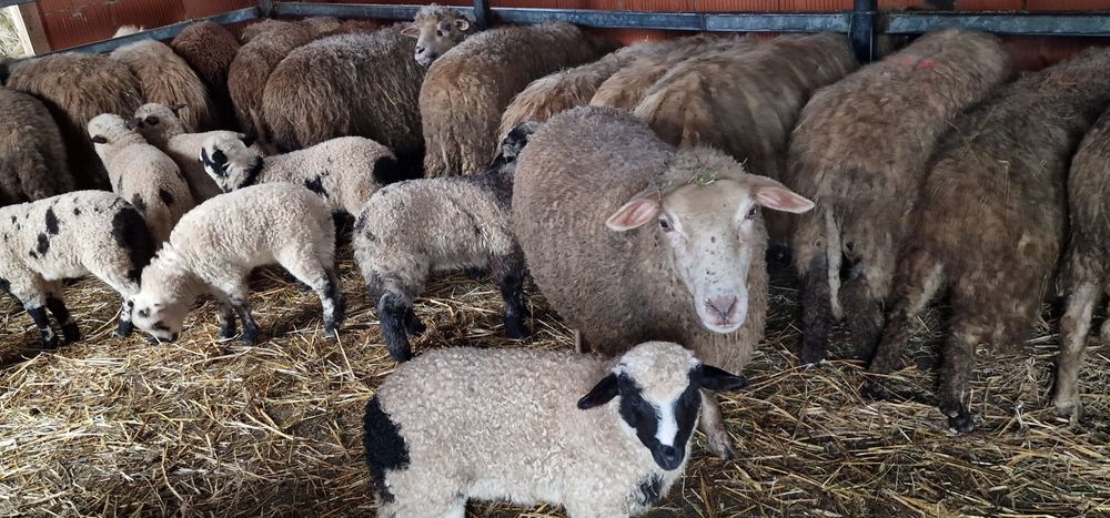 Oi tinere cu miei de vânzare