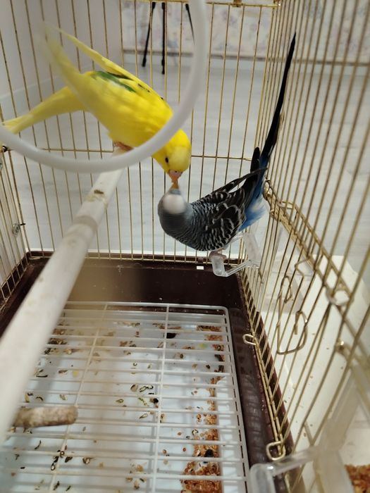 Волнистые попугай