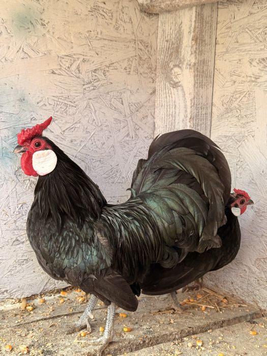 Ouă: Sebright-Mii de Flori-Strumsky-Bantham-Cochinchina-Wiandotte
