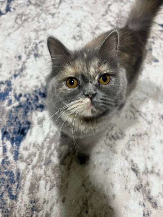 Продается кошка скотиш страйт