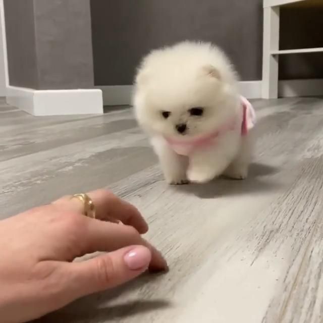 Бронь на щенков шпиц