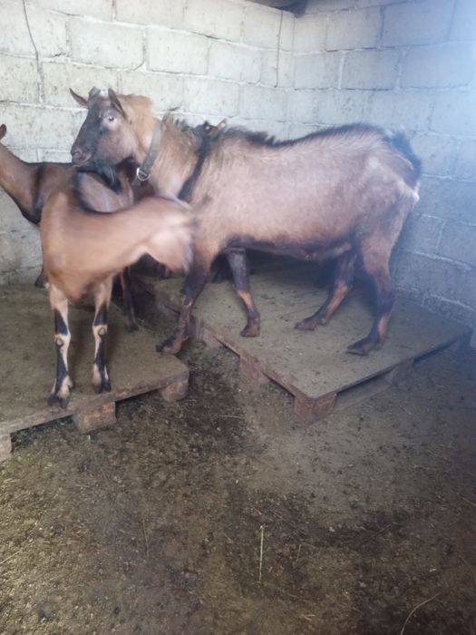 Vand țap alpin francez