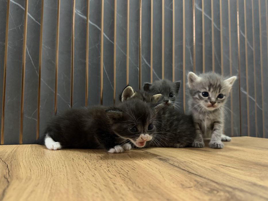 Котята скоттиш страйт