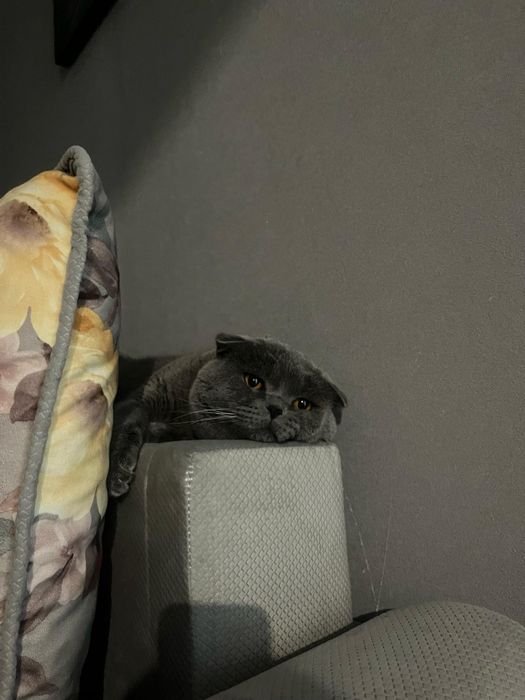 Отдам в хорошие руки