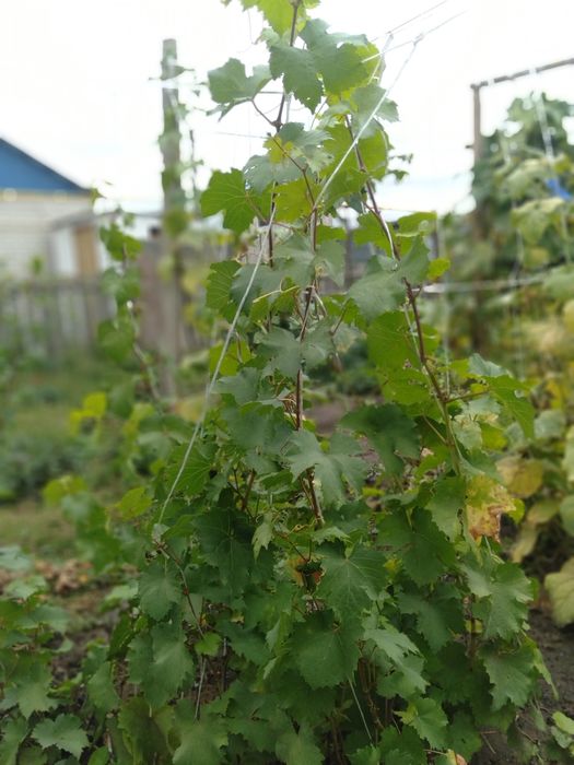 Пирамидальный тополь