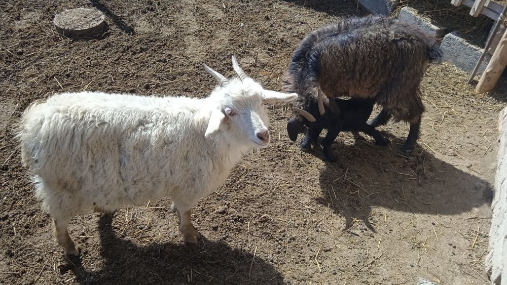 Ешкилер сатылымда .Продается козы.