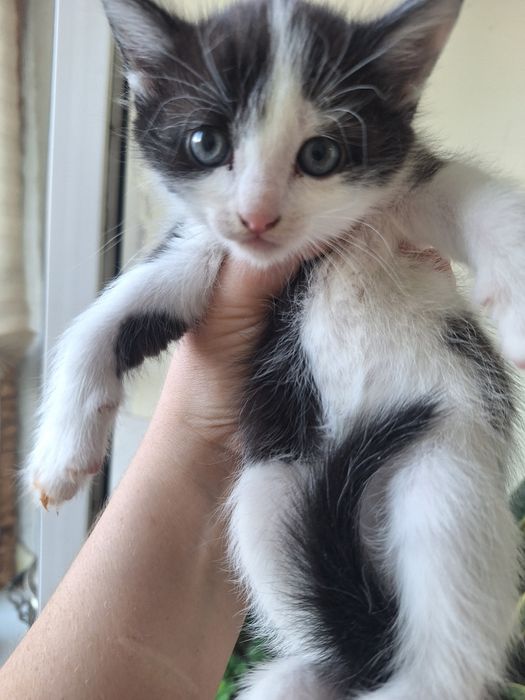 Отдам в добрые руки кошечку