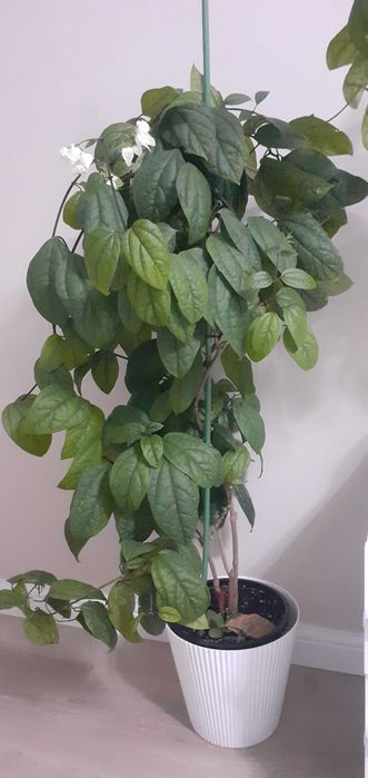 Продам комнатные цветы