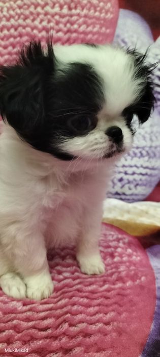 Девочка японского хина.