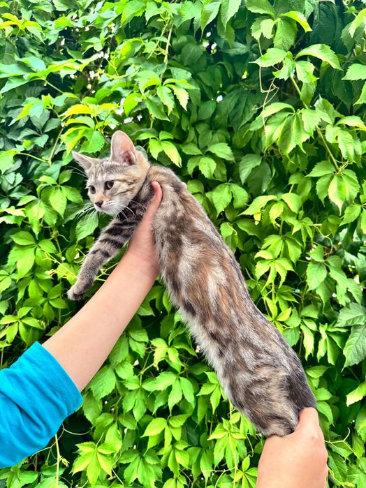 Отдаются за символическую сумму котята мраморный бенгал