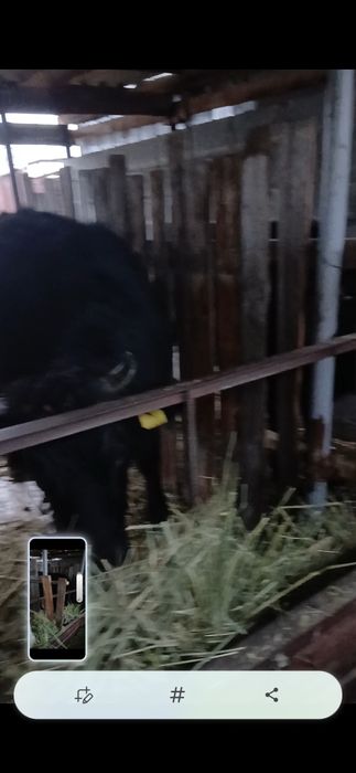 Бычок телка на откорме