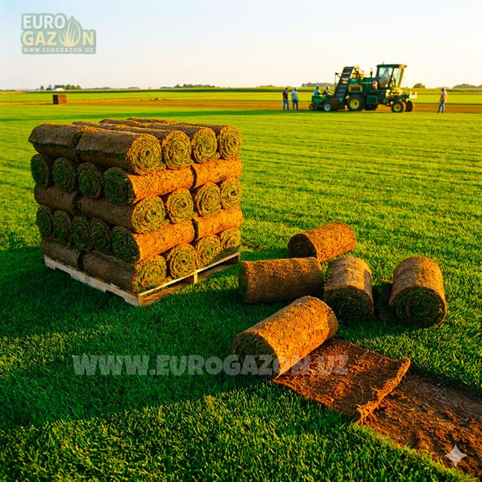 Купить газон в рулонах — быстро, Ташкент