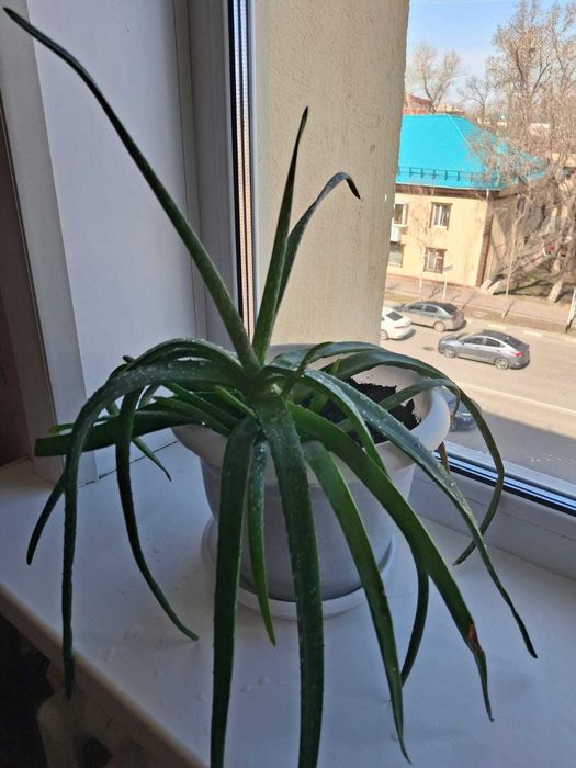 Два алое (возрастом около 5 лет)