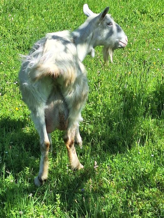 Capra Alba de Banat