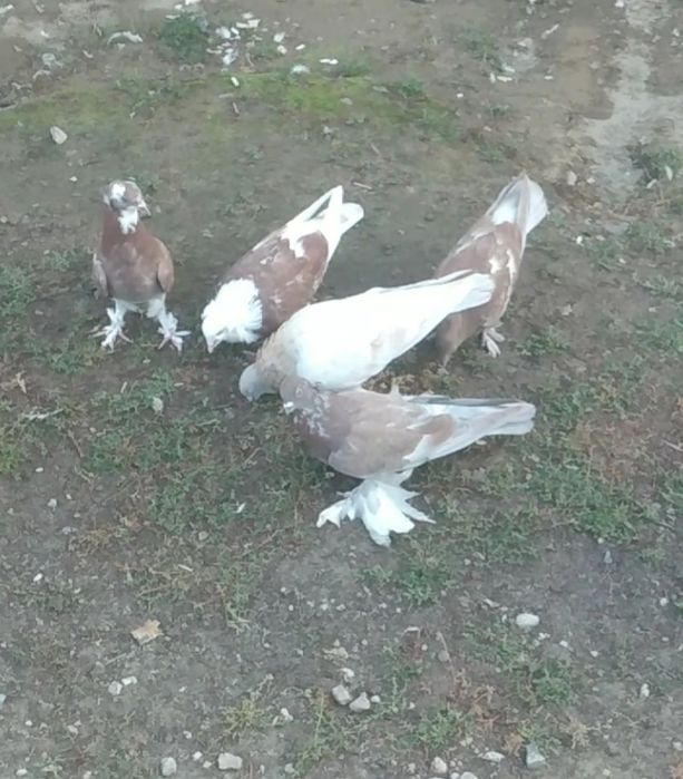 Продам   голубей