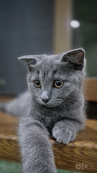 Продаётся милый котёнок!