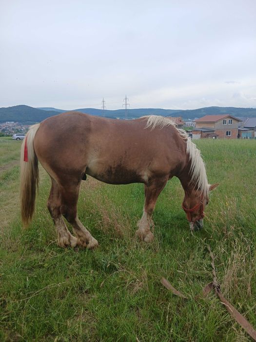 Armăsar de 2 ani jumatate