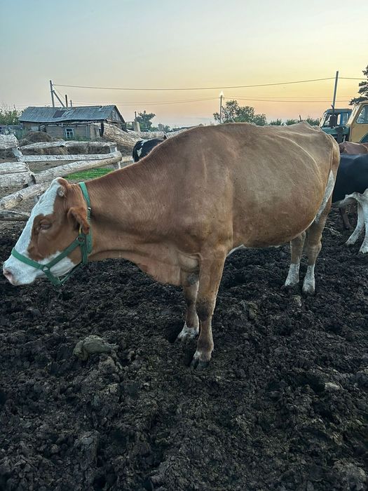 Продам Коров и быков