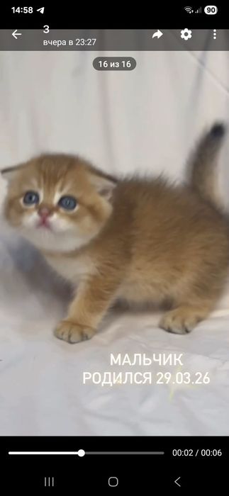 Кот.     кот        кот