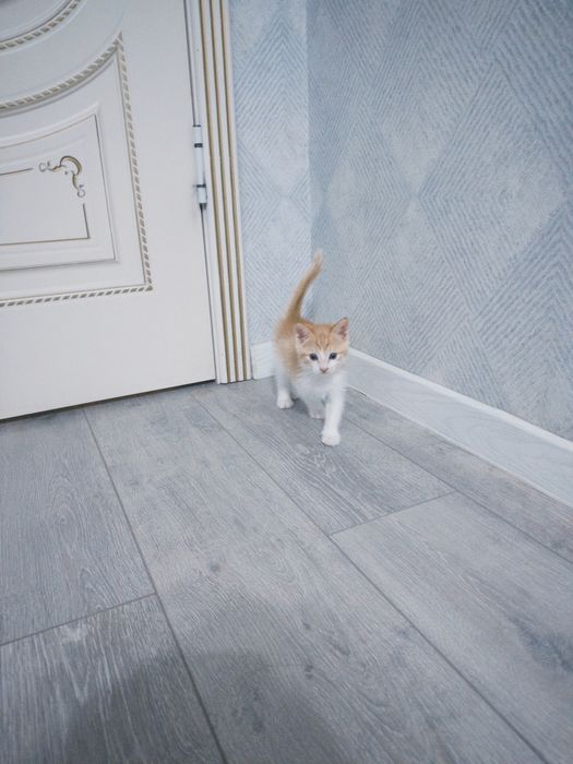 Кошка.