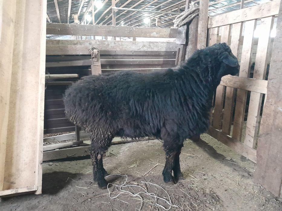 Қошқар қой гиссар едилбай еділбай