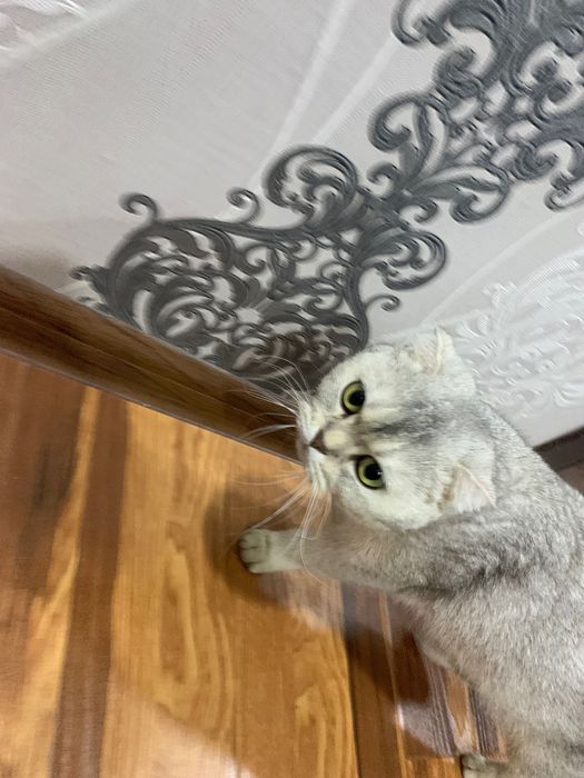 Scottish Fold Sotiladi
