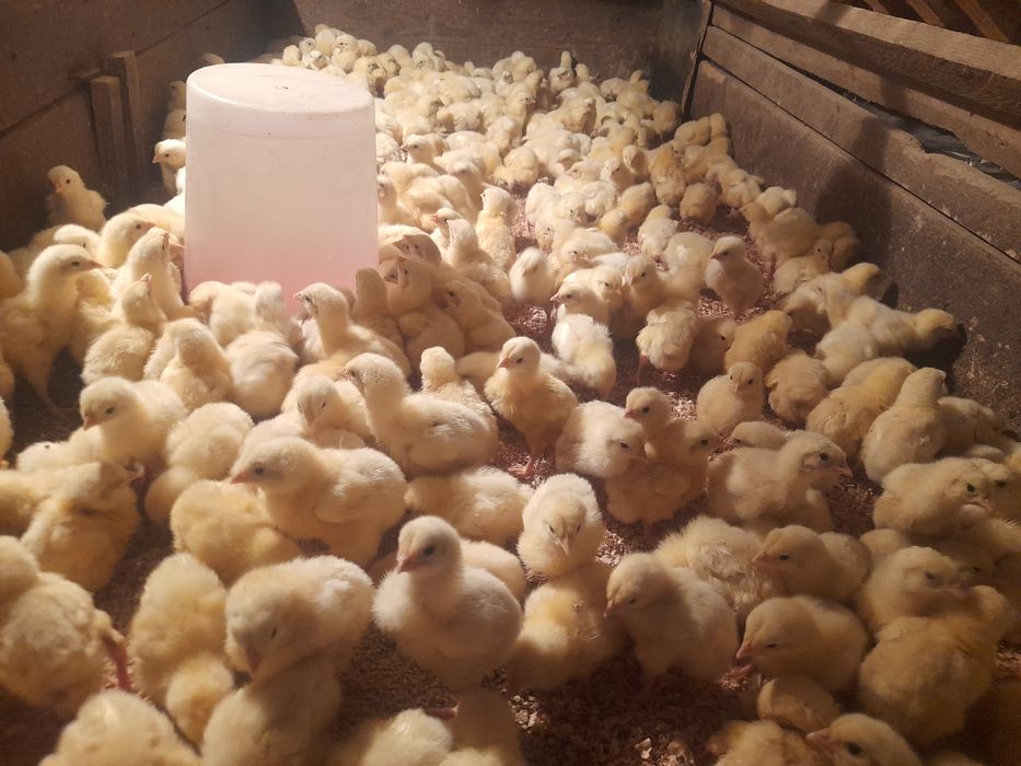 pui rasa de carne si rasa mixta disponibili pe comanda