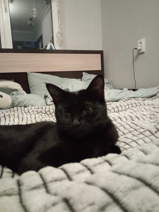 Отдам кошку бесплатно