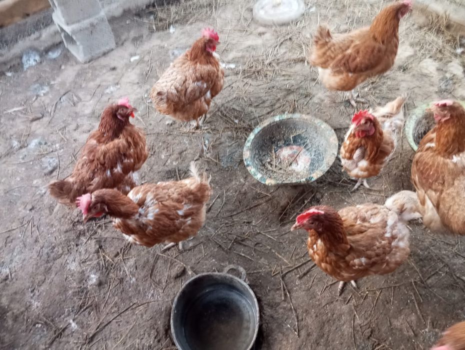 Ломан браун куры